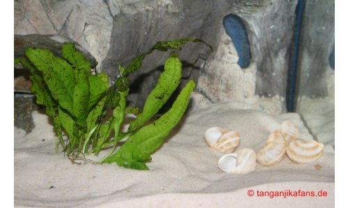 Neolamprologus multifasciatus Becken